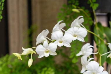 Dendrobium Silver Gull orchid in bloom, showcasing delicate white petals with a hint of purple. Set against a backdrop of lush greenery, this elegant orchid adds a touch of beauty to the scene. clipart