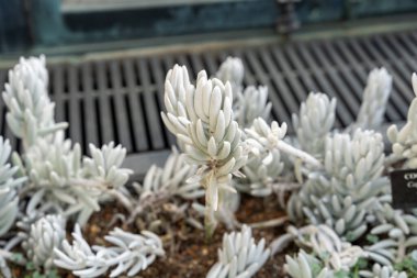 Senecio haworthii succulent with silvery leaves in a greenhouse setting. This unique plant's soft, fuzzy texture and silver hue create a striking contrast against its vibrant green surroundings. clipart