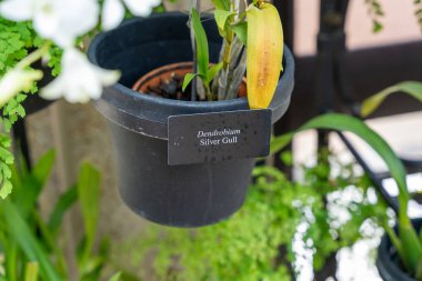 Dendrobium Silver Gull orkidesi ve yanında bir bilgilendirme işareti var. Bu zarif çiçek, yemyeşil alana karşı ayarlanmış, büyüleyici bir manzara yaratıyor..