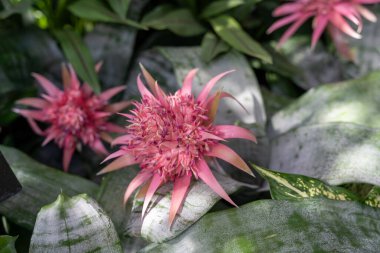 Canlı pembe çiçekli ve yemyeşil yapraklı Urn Bitkisi (Aechmea fasciata). Bu çarpıcı bitki herhangi bir bahçeye ya da iç mekanlara renk ve zarafet katar ve görsel cazibesini arttırır..