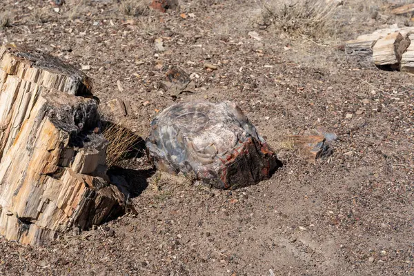 Petrified Forest National Park, Arizona 'daki kayalık çöl toprağında uzanan renkli taşlaşmış ağaç kütüklerinin yakın plan görüntüsü, parlak güneş ışığı altında, antik jeoloji ve fosilleşmiş detayları gözler önüne seriyor..