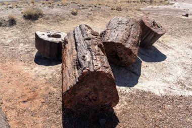 Petrified Forest National Park, Arizona 'daki kayalık çöl toprağında uzanan renkli taşlaşmış ağaç kütüklerinin yakın plan görüntüsü, parlak güneş ışığı altında, antik jeoloji ve fosilleşmiş detayları gözler önüne seriyor..