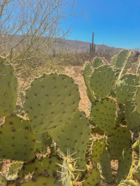 Yakından bakınca, dikenli bir Armut kaktüsünün yeşil pedleri ve keskin dikenleri görünüyor. Arka planda, Saguaro Ulusal Parkı, Arizona, ABD 'nin Sonoran Çölü manzarası mavi gökyüzünün altında görülebilir..