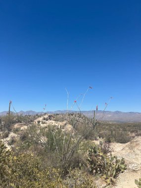 Kırmızı çiçekli bir Ocotillo bitkisi Prickly Pear kaktüsü ve diğer çöl bitkilerinin arasında duruyor. Saguaro Ulusal Parkı, Arizona, ABD 'deki bu manzarada açık mavi gökyüzü altında uzak dağlar bulunur..