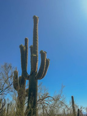 Birden fazla kolu olan görkemli, çiçek açan bir Saguaro kaktüsü ABD 'nin Arizona eyaletindeki Saguaro Ulusal Parkı' nda açık mavi bir gökyüzüne karşı durmaktadır. Üst köşede hafif bir güneş parlaması görünüyor..