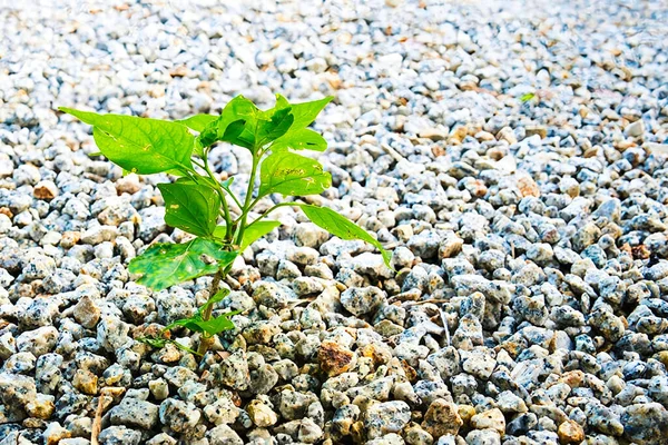 Single Plant Manage Grow Site Full Pebbles Symbolizing Survival — Fotografia de Stock