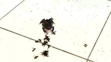 Bir kurbağanın bir sürü böceği yiyip bitirmesinin 4K görüntüsü.