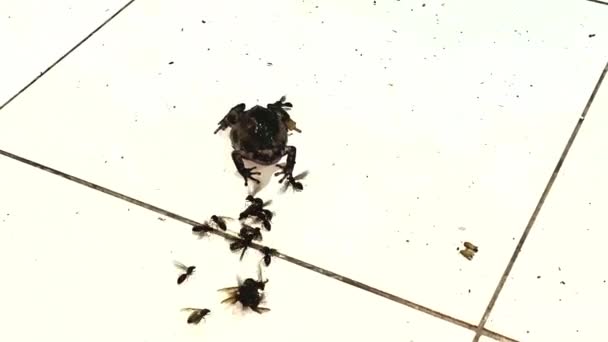 Bir Kurbağanın Bir Sürü Böceği Yiyip Bitirmesinin Görüntüsü — Stok video
