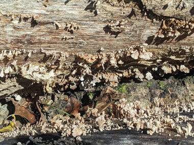 Gill mantarı ya da yerel olarak Cendawan kukur ya da merkezden yayılan yelpaze şeklinde solungaçları olan sisir. Solungaçları beyaz ve ince desenli. Güney Doğu Asya 'da çok lezzetlidir.