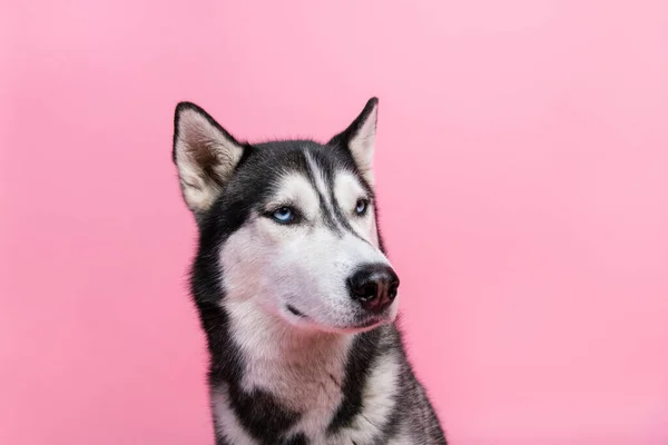 Portret Van Raszuivere Husky Uitziende Copyspace Reclame Voor Hondenwinkel Hondenproducten — Stockfoto