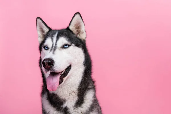 Mavi Gözlü Şirin Sibirya Köpeğinin Portresi Köpek Severler Için Yüksek — Stok fotoğraf