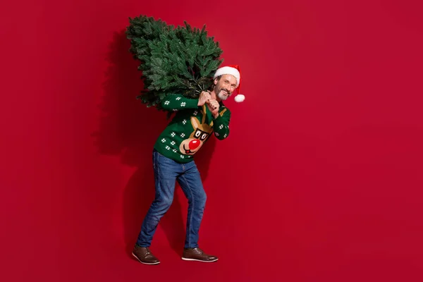 Full body profile portrait of funny positive man carry big newyear tree isolated on red color background.