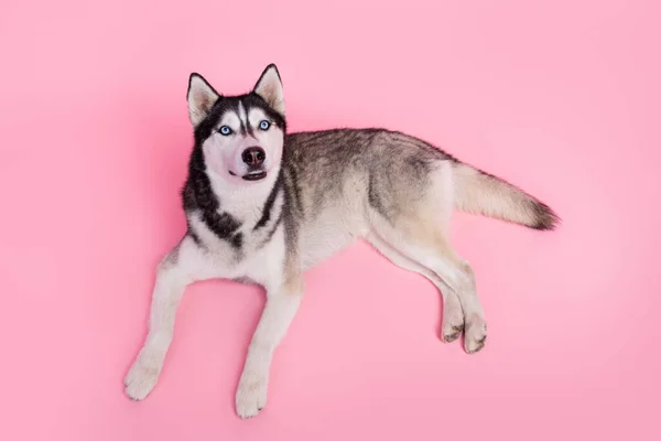 Photo Cute Adorable Husky Look While Pet Owner Calling Lying — Stock Photo, Image