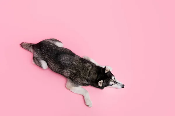 Зверху Над Кутом Зору Фотографія Аляскинської Собаки Лежить Підлога Чекають — стокове фото