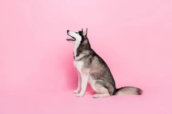 Фотопортрет Кумедного Збудженого Аляскинського Санки Собаки Сидить Підлозі Цікаво Виглядає — стокове фото