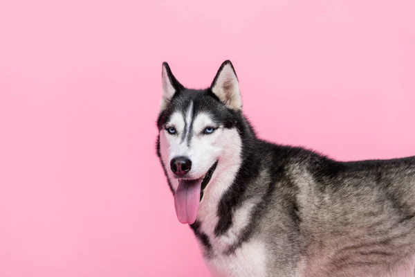 Фотопортрет Счастливой Сладкой Аляскинской Сани Собака Глядя Выдыхая Язык Пустого — стоковое фото