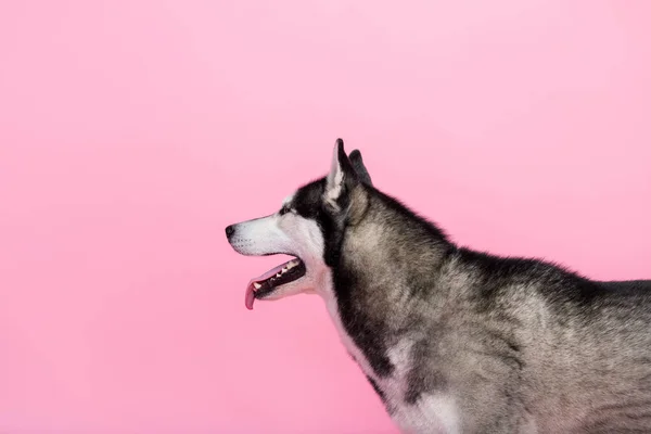 Foto Portrét Legrační Šťastný Alaskan Sáňky Pes Hraje Dýchání Jazyk — Stock fotografie