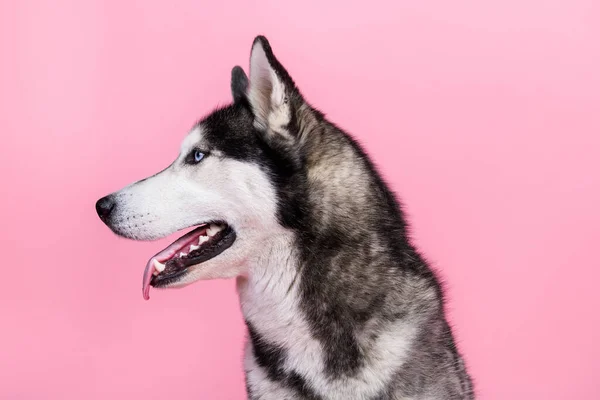 Profiel Zijkant Foto Van Schattige Alaskan Malamute Puppy Look Copyspace — Stockfoto