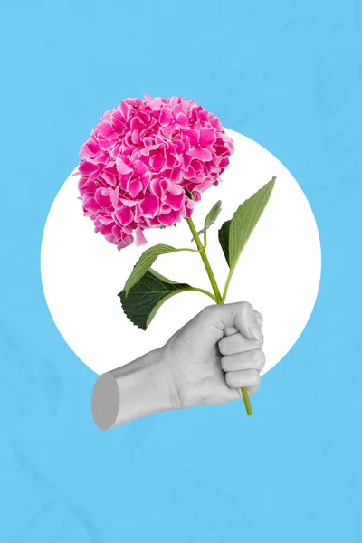 Creative Clipping Path Collage Human Hand Hold Pink Hortensia Bunch — Stockfoto