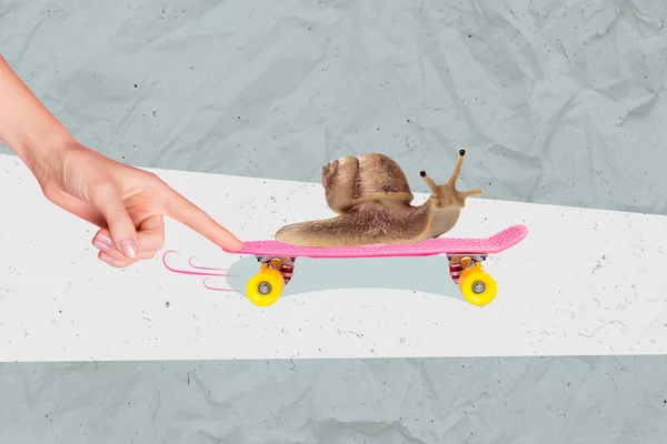面白い野生動物のスライダーカタツムリに乗るの概念的なコラージュ画像テンプレート灰色の背景に隔離されたクイックスケートボードスポーツ趣味 — ストック写真