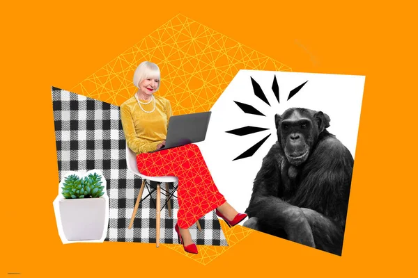 Fotoğraflı Resim Kolajı Yaşlı Kadın Internet Dizüstü Bilgisayarına Bakıyor Şempanze — Stok fotoğraf