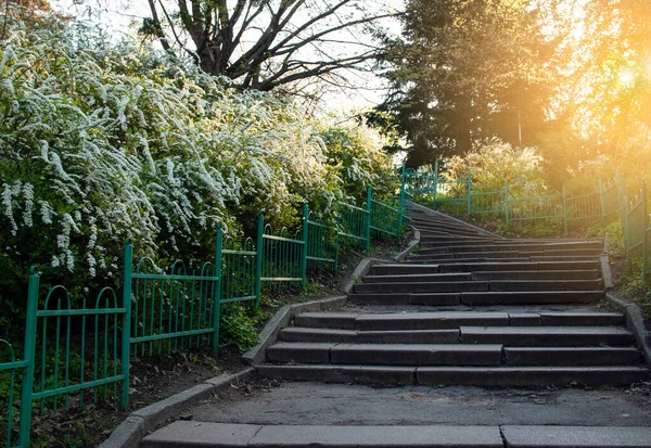 Blommande Buskar Spirea Vangutta Kiev Botaniska Trädgården Kiev Ukraina — Stockfoto