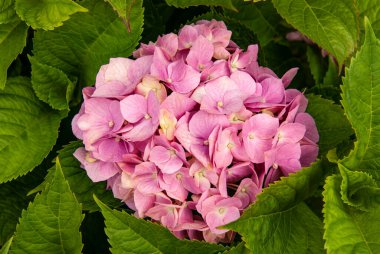 Kyiv Botanik Bahçesi 'ndeki yeşil yaprakların arka planında pembe ortanca. Ukrayna