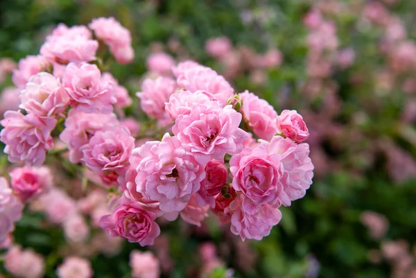 Pink Rose Bush Kyiv Botanical Garden Ukraine — Stock Photo, Image