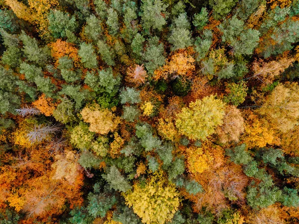 an aerial view of the road that runs through the autumn forest
