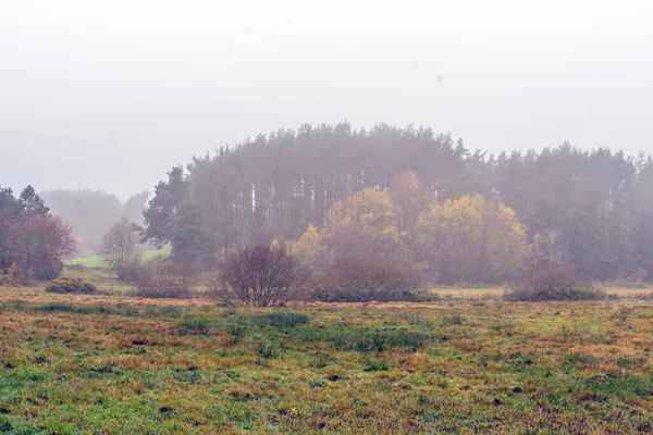 stock image Autumn landscape in the forest in the morning