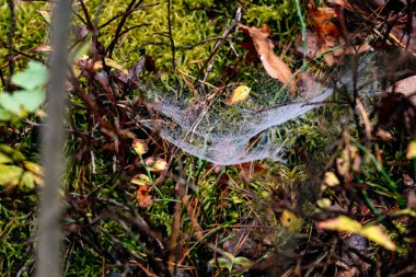 Ağaçlar ve çalılar üzerinde örümcek ağı yazı