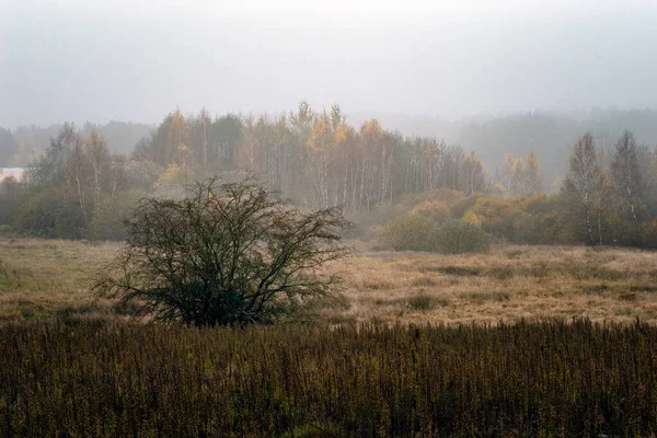 Podzimní Krajina Lese Ráno — Stock fotografie
