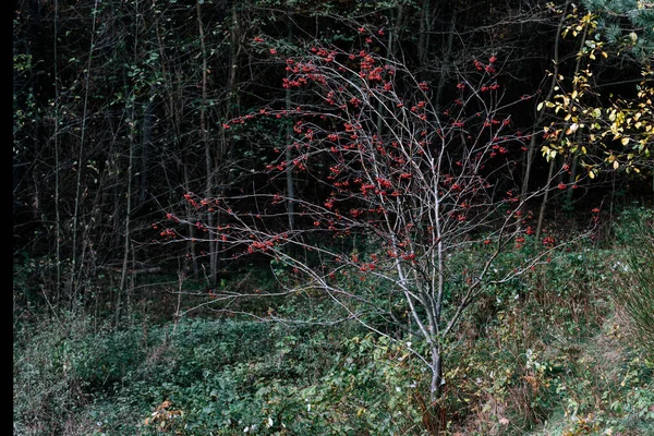 Ağaçta Sonbahar Meyveleri — Stok fotoğraf