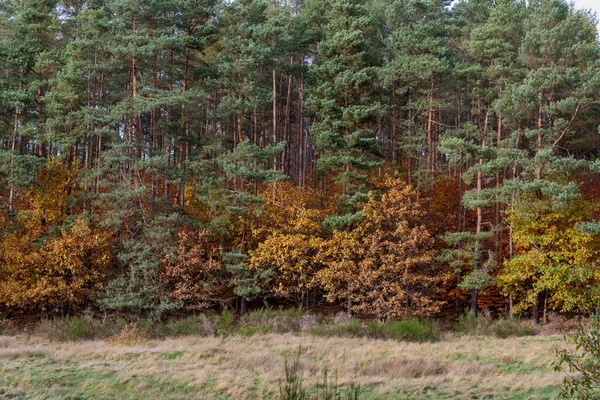 Herbstlandschaft Wald Morgen — Stockfoto