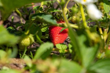 Bahçede çilek yetiştiriyor.