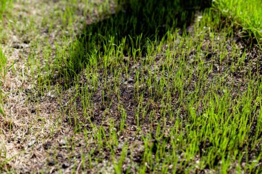 Bahçede yeni ekilmiş çimenler.