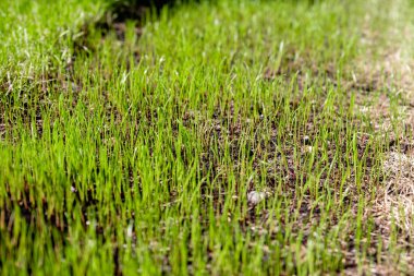 Bahçede yeni ekilmiş çimenler.