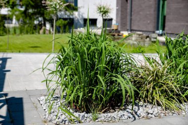 Bahçede büyüyen miscthus devi