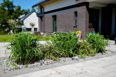 Bahçede büyüyen miscthus devi