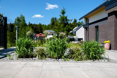 Bahçede büyüyen miscthus devi