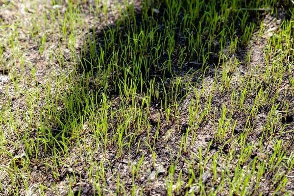 stock image freshly sown grass growing in the garden