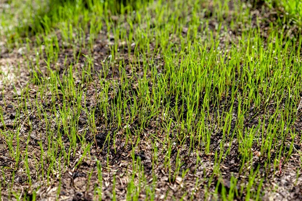 stock image freshly sown grass growing in the garden