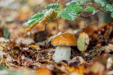 Islak bir ormanda Boletus Edulis