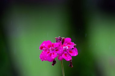 Pembe sardunya yağmurda