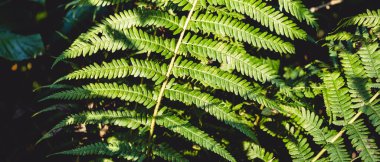 Ormanda büyük bir eğreltiotu yaprağı