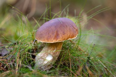 yenilebilir mantar orman büyüyen