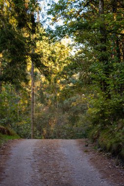 Ormandan geçen bir kum yolu.