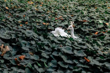 Parktaki beyaz tavus kuşu