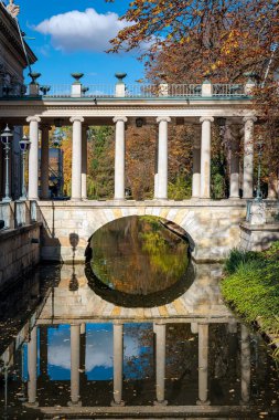 Parktaki beyaz tavus kuşu