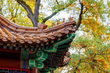 Parktaki beyaz tavus kuşu